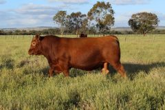 Tronar Red Angus bulls for sale 2016