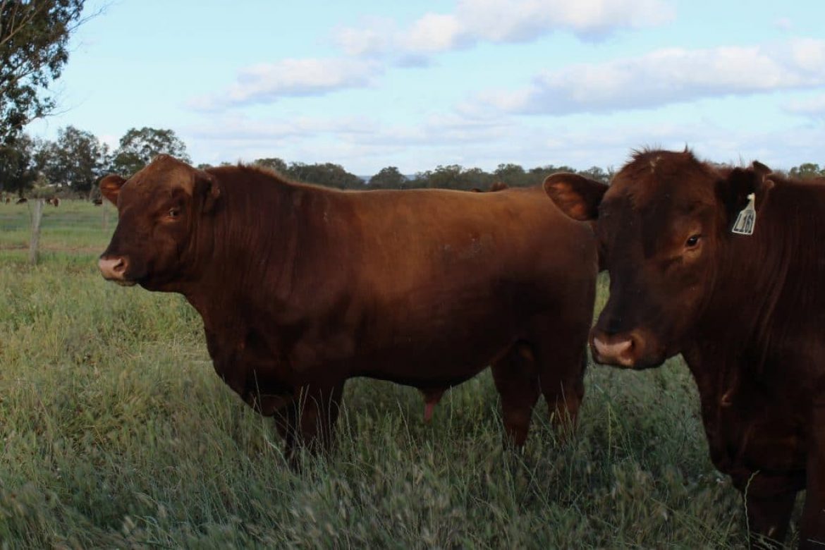 Tronar Red Angus bulls for sale 2016