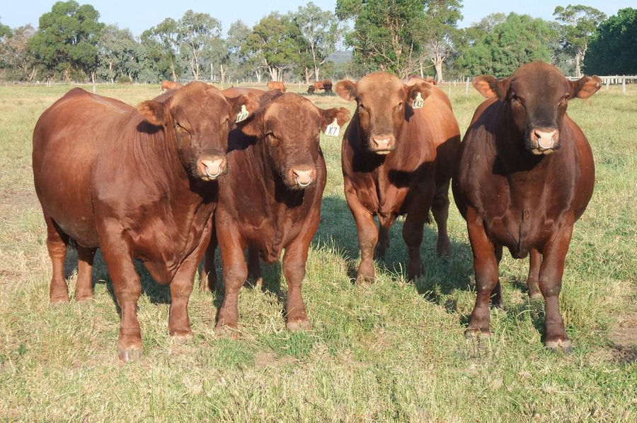 Tronar bulls at the Bandeeka on-property sale