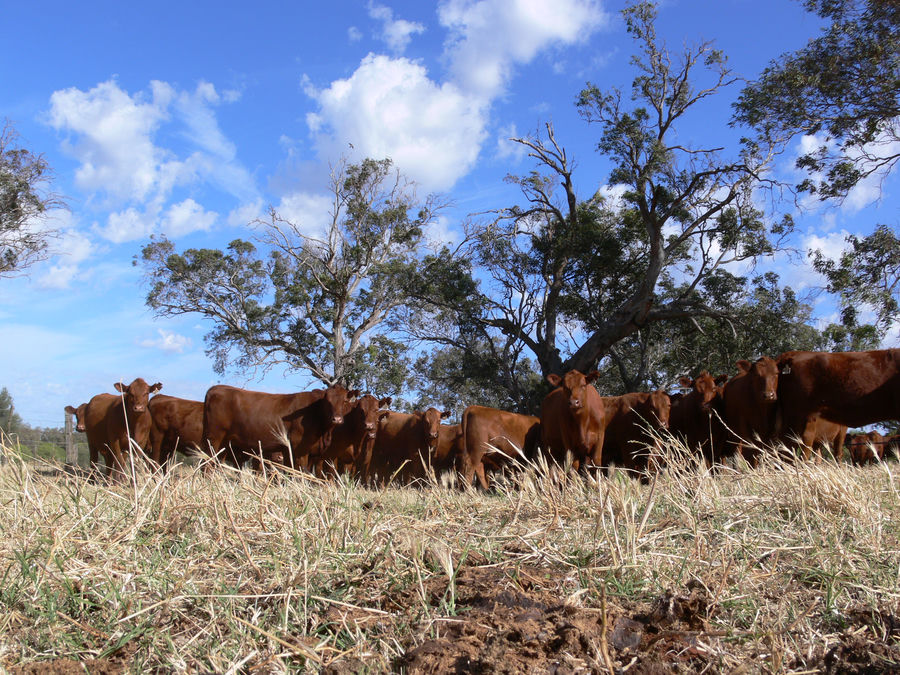 Tronar cows on dry summer pasture