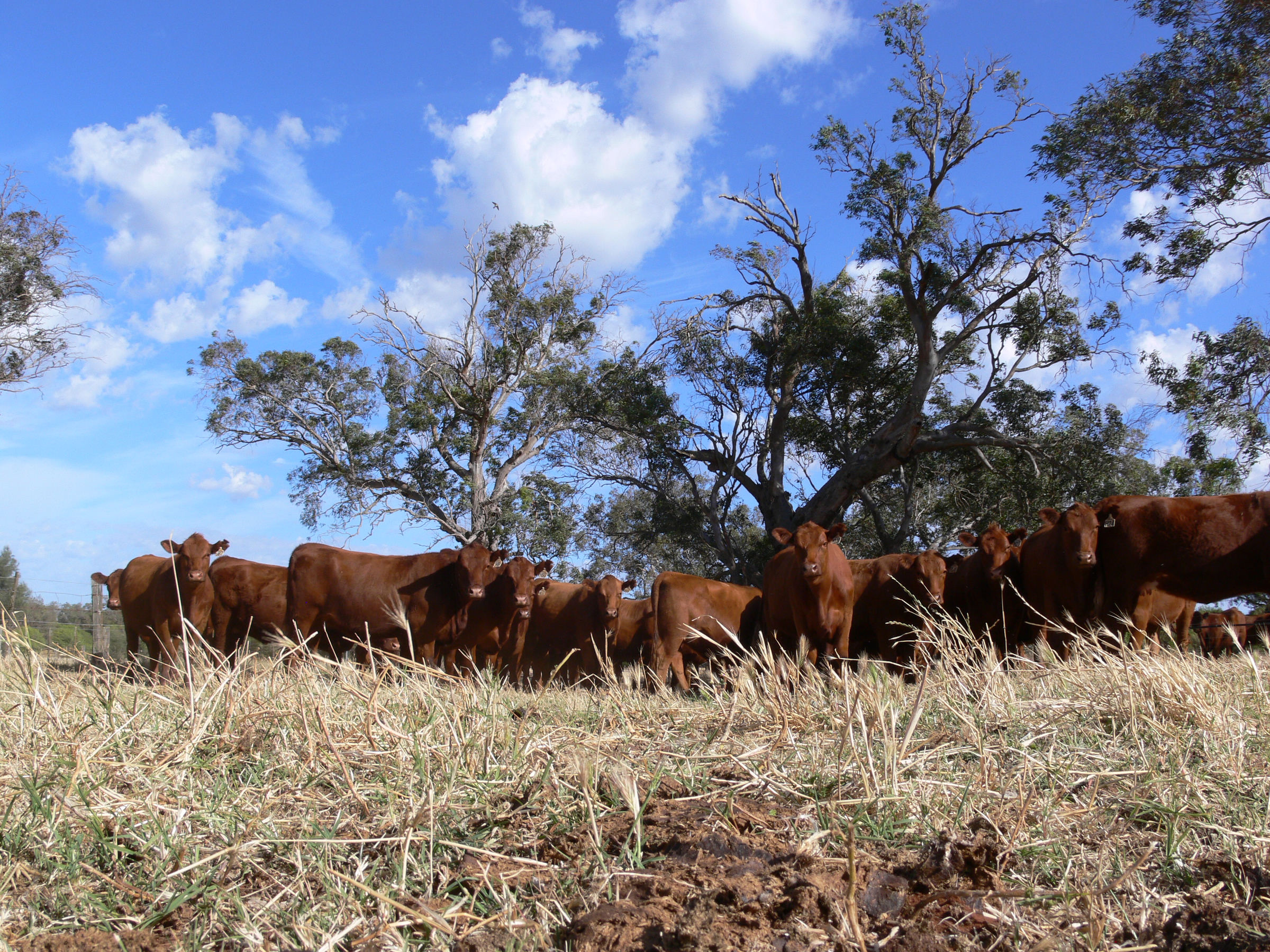 Tronar Red Angus cows under gum trees on dry summer pasture