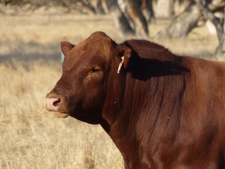 Tronar bull