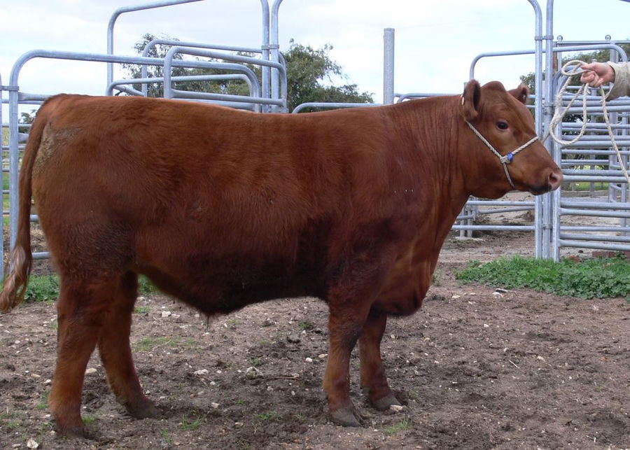 Champion Red Angus steer