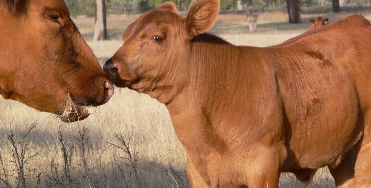 Cow and calf