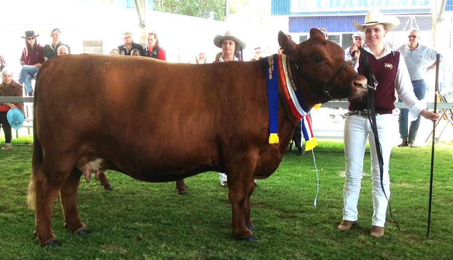 In the show ring