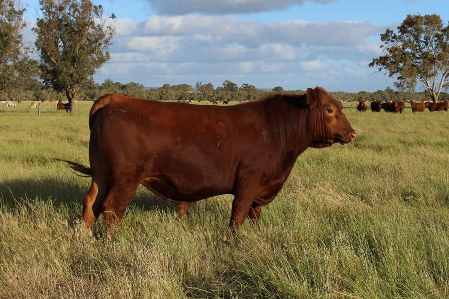 Tronar yearling bull