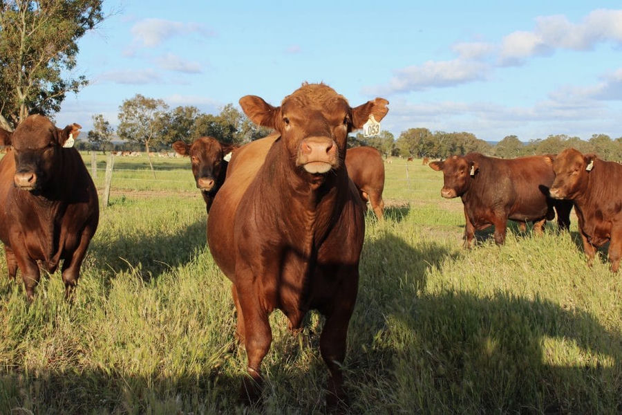Tronar bulls in the paddock