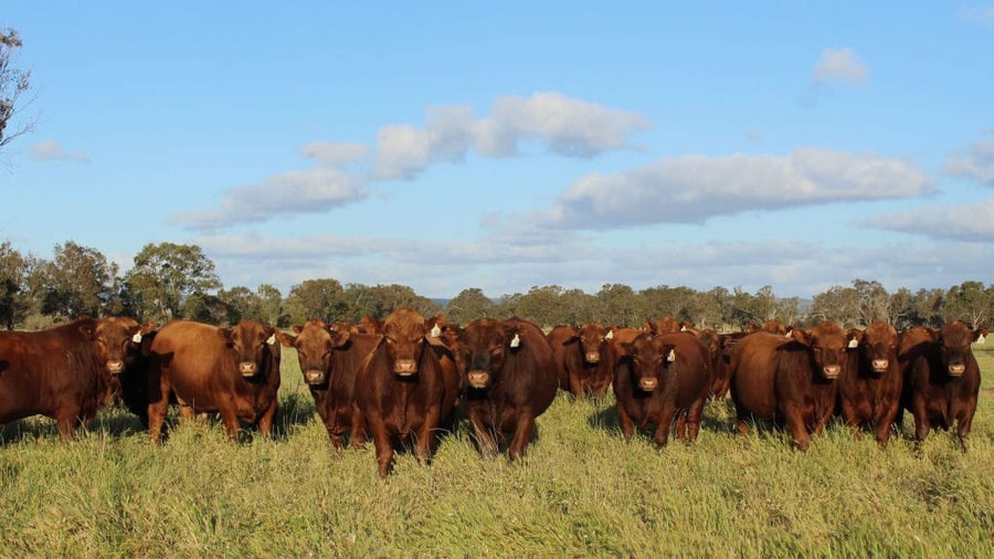 Yearling bulls for sale, 2016