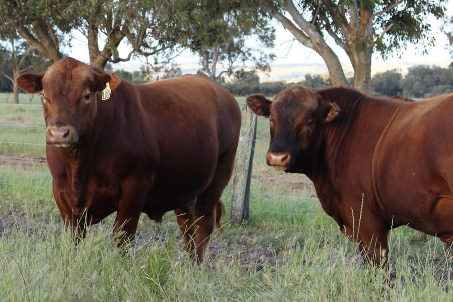 Two Tronar bulls
