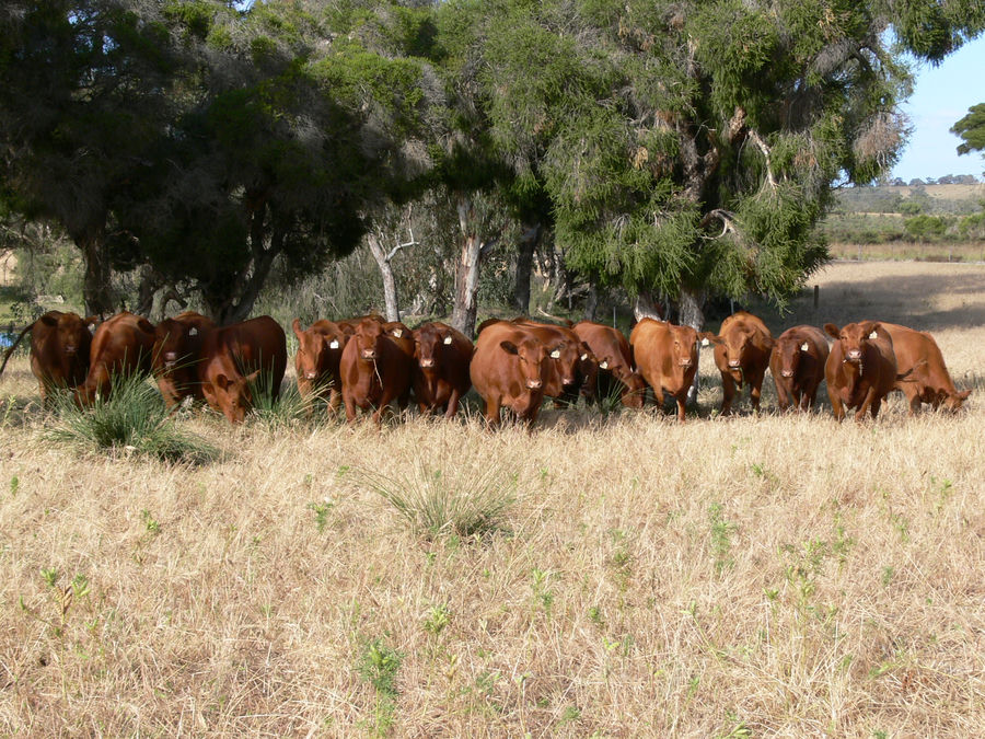 Red Angus cows in the shade of native trees