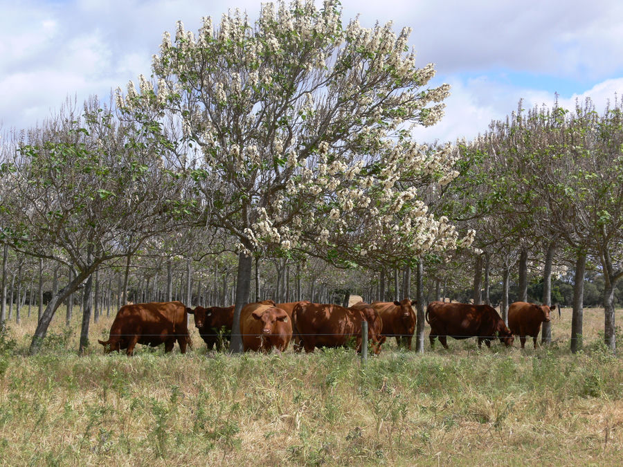 The herd beneath flowering trees
