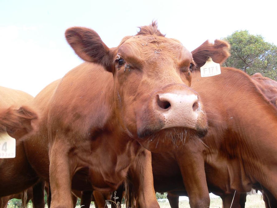 Red Angus cow, close up