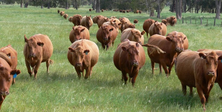 Cows walking up the paddock