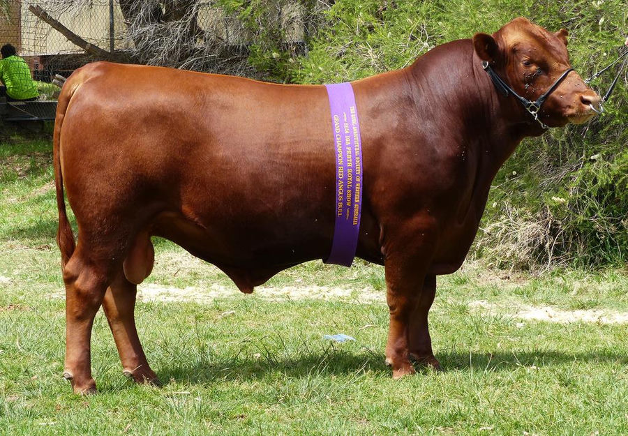 Tronar Jeb, Grand Champion Red Angus Bull at the 2014 Perth Royal Show