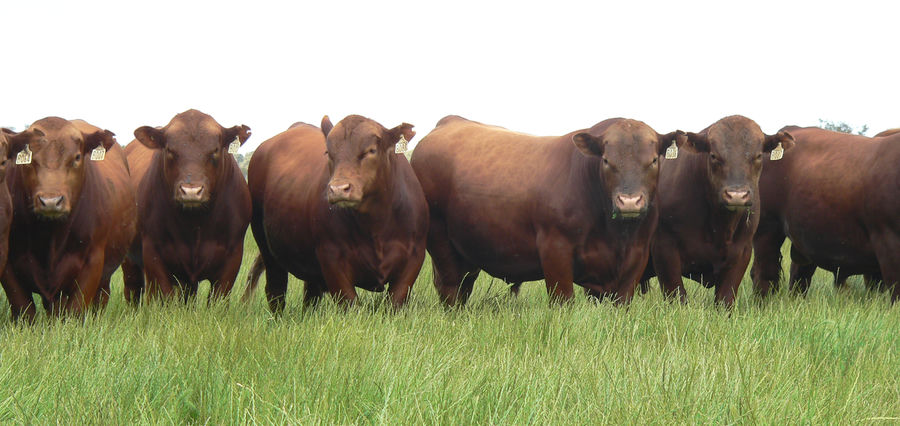 Tronar bulls